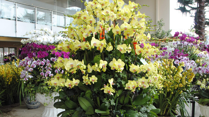 Chậu lan có giá 130 triệu đồng. Ảnh: M.Tuấn.