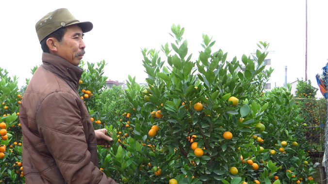 Ông Nguyễn Vũ Khánh thẫn thờ với vườn quất đã chết hơn nửa.