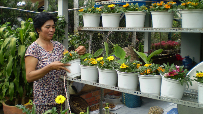 Bà Trần Kim Loan chăm sóc hoa Tết. Ảnh: Trần Minh Tạo.