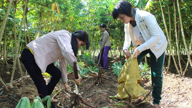 Hằng ngày, sau giờ học, hai chị em Líu - Lo ra đồng phụ giúp mẹ. Ảnh: Nguyễn Thành.