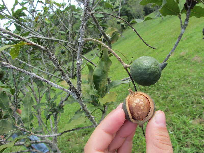 Lo đầu ra cho hạt mắc ca