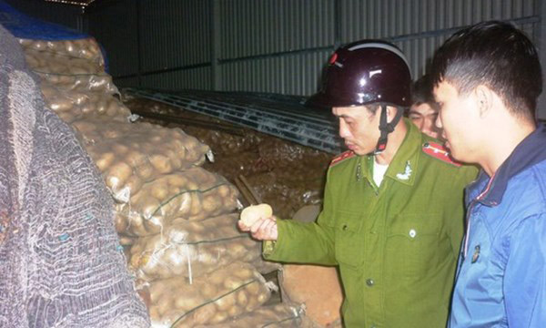 Chống giả mạo khoai tây Trung Quốc thành khoai Đà Lạt