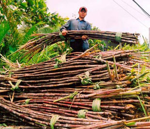 Bảo hộ mía đường chỉ vì lợi ích nhóm?