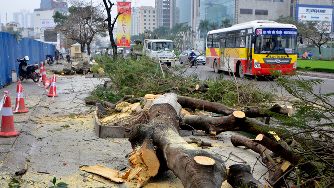 Nhiều cây to, khỏe bị đốn hạ gây bức xúc dư luận những ngày qua.