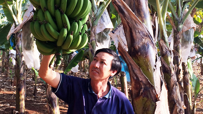 Anh Công trong vườn chuối.