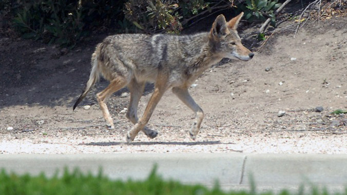 Sói chơi trốn tìm với cảnh sát 