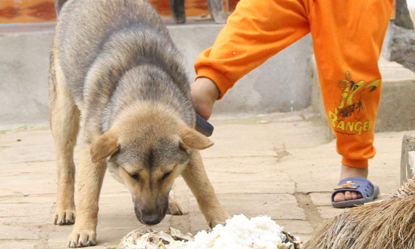 Do bị trêu chọc con chó đột nhiên trở nên hung dữ và cắn vào vùng mặt của bé. Ảnh minh họa