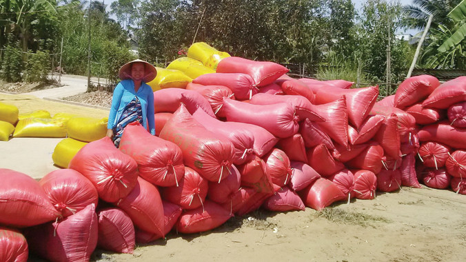 Nông dân xã Tân Bình (Phụng Hiệp, Hậu Giang) với lúa thu hoạch xong chưa bán được sáng 2/3. Ảnh: Hòa Hội.