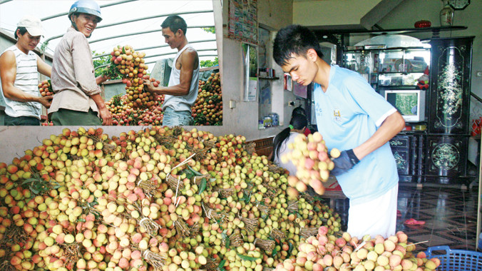 Vải thiều Bắc Giang chủ động tìm thị trường. Ảnh: Trần Quý.