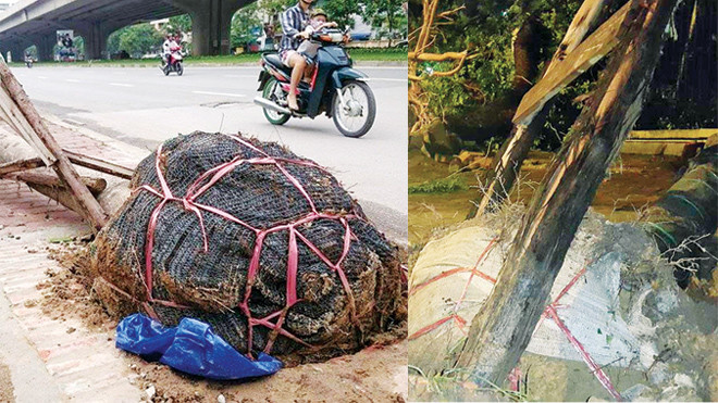 Cây bị bật gốc lộ nguyên cả bọc lưới ở vị trí trước số nhà 162 Khuất Duy Tiến (ảnh lớn); Cây bị bật gốc để lộ còn nguyên bọc gốc trên phố Lê Duẩn (ảnh nhỏ). Ảnh: Nhất Nam.