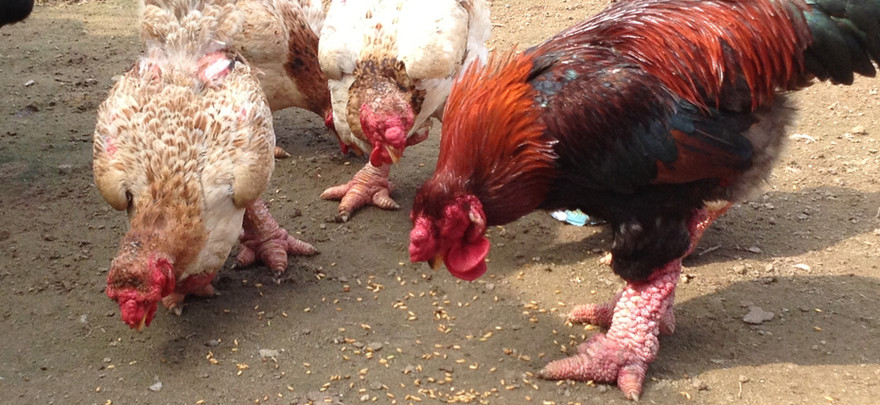 Ảnh minh họa: Internet