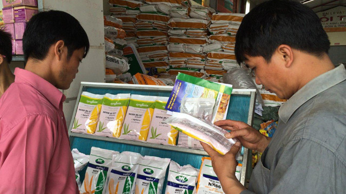 Nông dân tìm hiểu về hạt giống ngô chuyển gene.