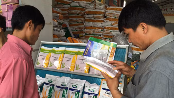 Nông dân tìm hiểu về hạt giống ngô chuyển gene.