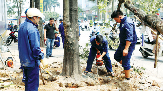 Gốc cây hoa sữa đang được di dời tại đường Nguyễn Chí Thanh. Ảnh: Như Ý.