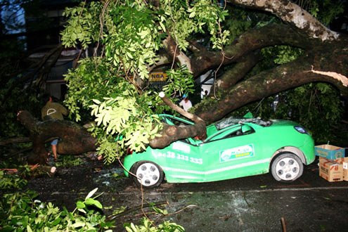 Lãnh đạo Hà Nội yêu cầu tiếp tục chặt hạ thay thế cây có nguy cơ gãy đổ ảnh hưởng đến tính mạng, tài sản của người dân. Ảnh: Vnexpress