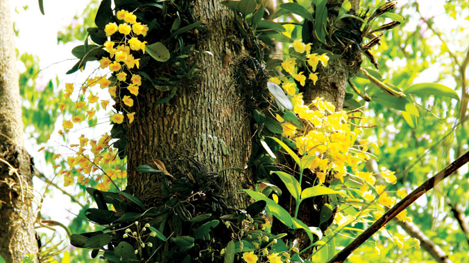 Lan rừng khoe sắc.