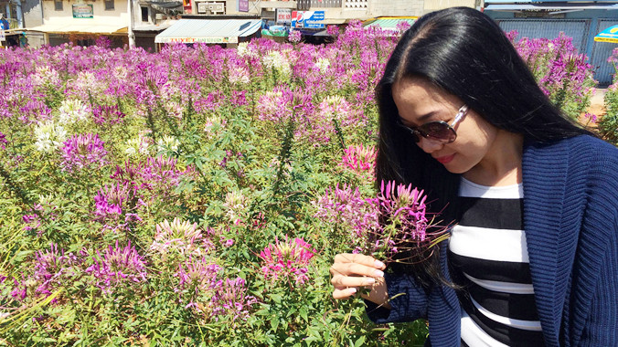 Chụp ảnh lưu niệm với hoa hồng ri ở công viên Ánh Sáng.