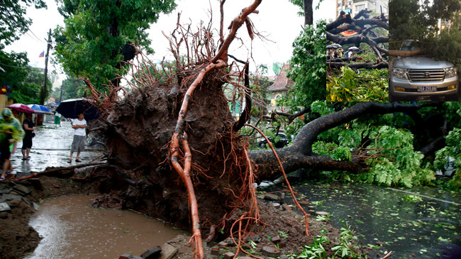 Rất nhiều cây cổ thụ bật gốc trên đường Quang Trung, Bà Triệu và Hoàng Đạo Thúy. Ảnh: Hồng Vĩnh - Phùng Sưởng.