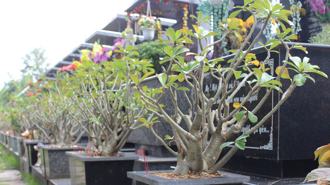 Một góc nghĩa trang được chăm sóc sạch sẽ, tinh tươm.