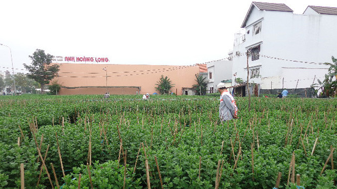 Vườn cúc của ông Quang Vinh ở làng hoa Hòa Cường, quận Cẩm Lệ, Đà Nẵng.