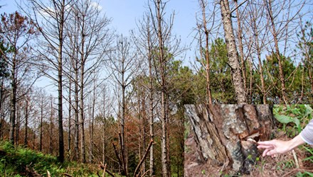 Vạt rừng ở Phi Tô bị đầu độc chết đứng (ảnh lớn). Gốc thông bị khoan lỗ để đổ hóa chất vào (ảnh nhỏ).