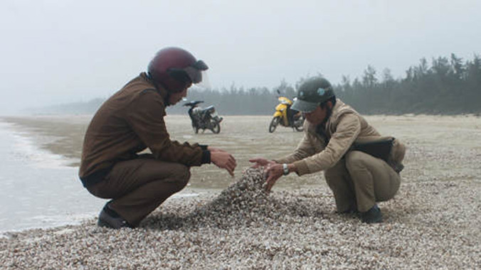 Hàng chục tấn vỏ sò lông bị sóng đánh dạt vào bờ, người dân đã cào lại, chất thành đống