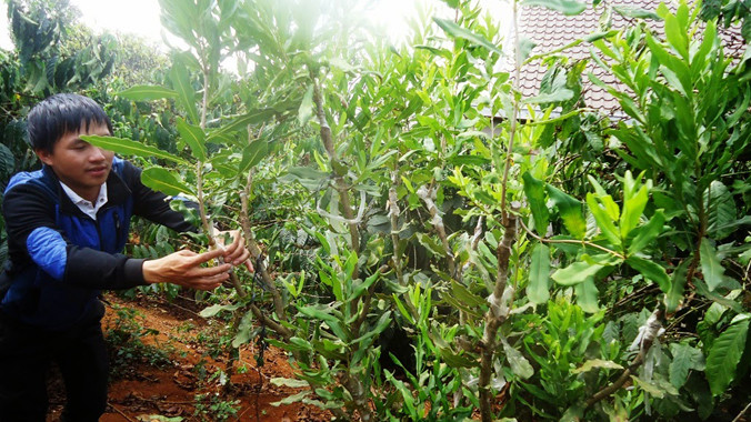 Mắc-ca ghép thử nghiệm của một hộ nông dân.