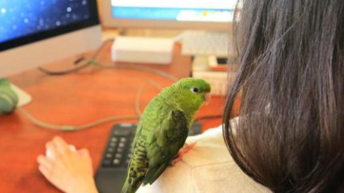 Mỹ cho phép mang vật nuôi đến công sở 