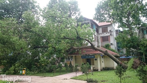 Cây đổ trong công viên Thống Nhất (Hà Nội)