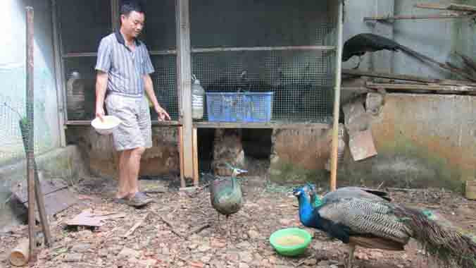 Anh Phương cho công ăn.