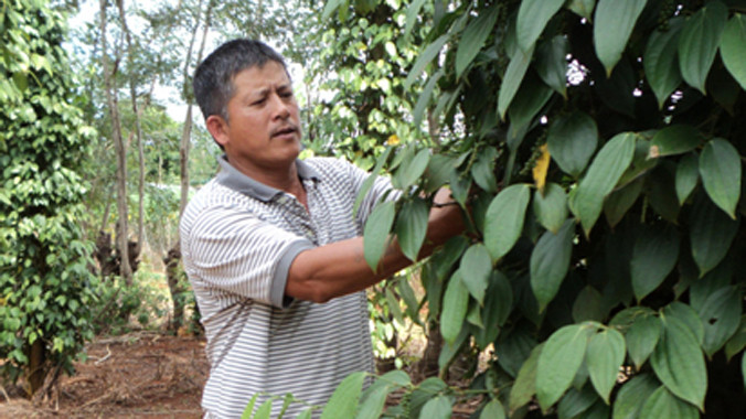 Anh Hồng chăm sóc vườn tiêu.