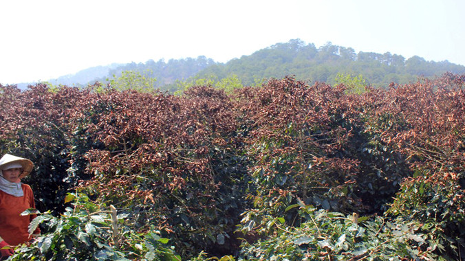 Diện tích cà phê bị sương muối.