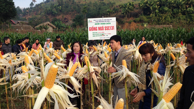 Ngô lai SSC131 cho hiệu quả cao tại Yên Bái.