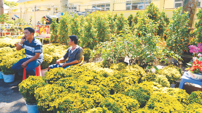 Nhiều chủ vườn lỗ nặng vì cúc dội chợ.