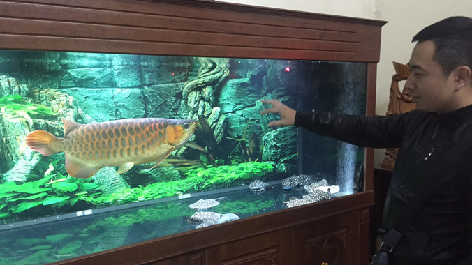 Một người chơi bên bể cá rồng.