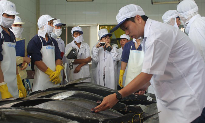 Kiểm tra chất lượng cá ngừ đại dương. Ảnh minh họa.