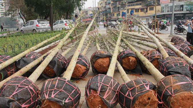 Số cây tập kết trên đường Nguyễn Chí Thanh có nguồn gốc từ Yên Bái?