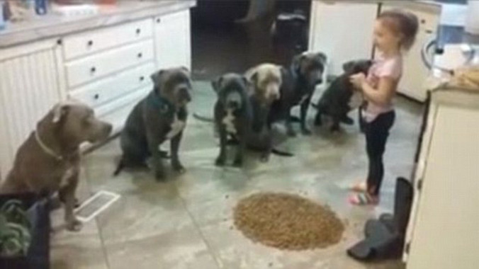 Cô bé 4 tuổi luyện chó siêu đẳng