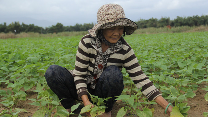 Cán bộ hướng dẫn không kỹ càng làm nhiều hecta đậu, dưa hồng của nông dân còi cọc, cháy lá, thậm chí chết sạch.