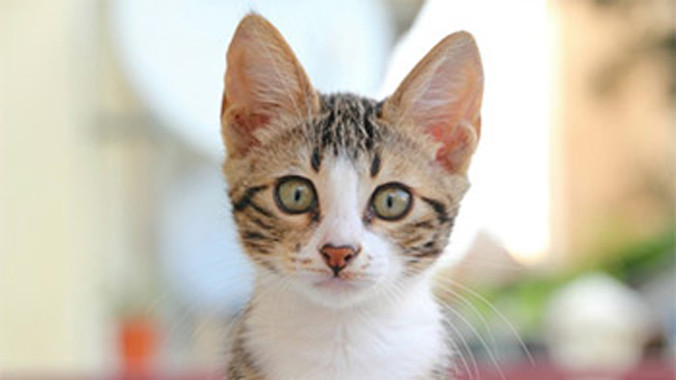 Xem hình ảnh mèo giúp phấn chấn