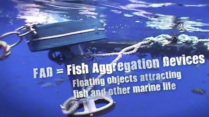 Không dùng thiết bị thu gom, tập hợp cá ngừ