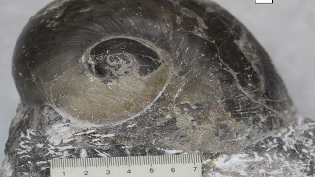 Ốc hóa thạch lớn nhất được phát hiện ở Việt Nam.