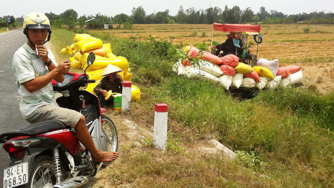 Thu hoạch lúa bên đường Quản Lộ - Phụng Hiệp chiều 24/3. Ảnh: Sáu Nghệ.
