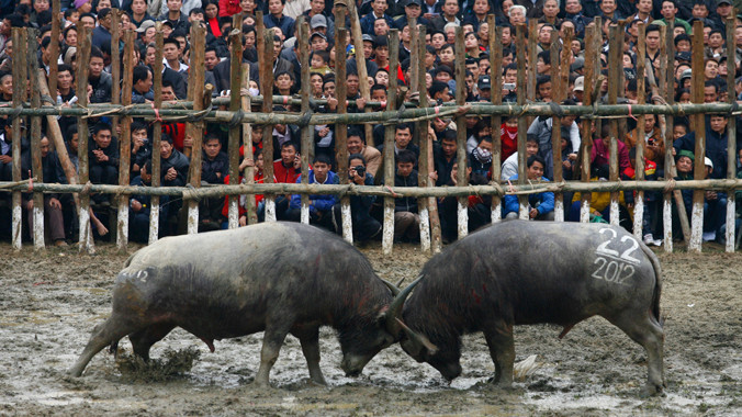 Nhiều ý kiến cho rằng giết mổ cả trâu thắng giải là hành vi phản cảm (chọi trâu Lập Thạch - Vĩnh Phúc). Ảnh: Hồng Vĩnh.