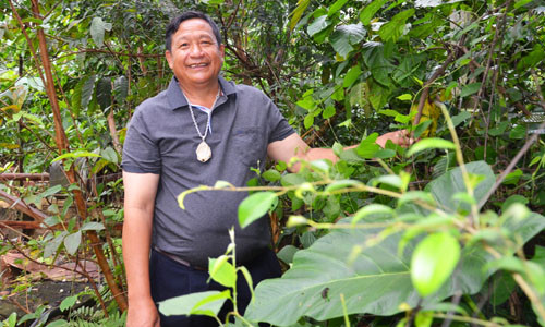 Khăm Phết trong vườn cây thuốc tự trồng