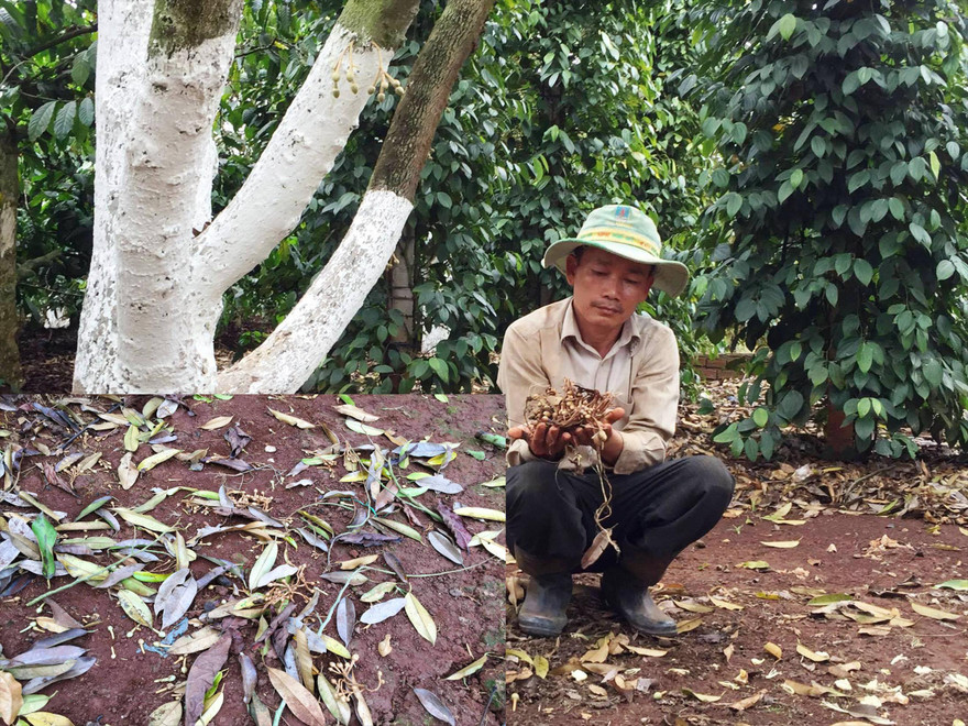 Vườn sầu riêng của nông dân bị khoét ở giữa thân để bơm thuốc độc 