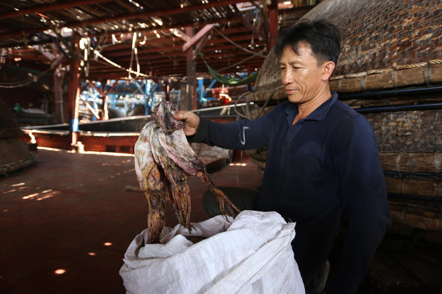 Mực khô ế ẩm, ngư dân khốn khó 