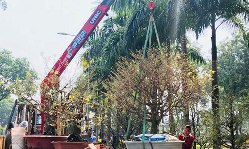 Nhà vườn cẩu mai tiền tỷ bán Tết