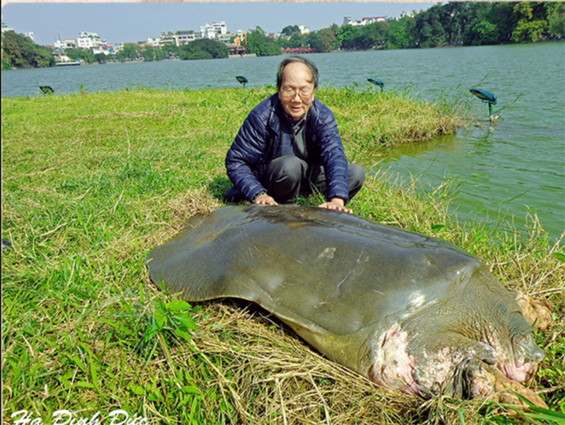 PGS Hà Đình Đức và Cụ rùa Hồ Gươm