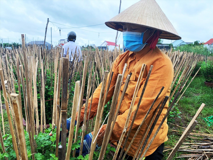 Hằng ngày chị Lương Thị Mỹ Vệ phải đi kiểm tra, gỡ lá hư cho từng chậu hoa cúc 